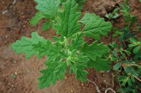 Image result for Dysphania carinata