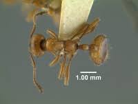 Image result for Hunteria myriantha