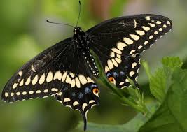 Black And White Butterfly Spiritual Meaning Get To Know The Symbolism And Meaning Of A Black Butterfly Black Butterfly Yellow Butterfly Meaning Butterfly Meaning