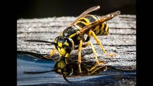 🗓 friday 23 april 2021 ⏰ 3:25pm kick off 📍 hbf park The Best Yellow Jacket Wasp Trap And Best Bait To Use In Fall Trap Wasps Or Hornets Not Bees Youtube