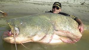 Ikan ini ukurannya kecil, sekitar 15 cm panjangnya. Gambar Ikan Besar Indonesia Yang Pernah Ditangkap Dunia