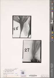 Image result for Xerophyta equisetoides