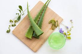 Selain itu lidah buaya juga dikenal baik untuk kesuburan dan perawatan rambut. Masker Lidah Buaya Manfaat Dan Cara Mudah Membuatnya