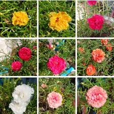 Hal ini dikarenakan bentuknya yang indah, warnanya menarik dan mempunyai aroma. Murah Rose Jepun 50 Keratan Bunga Kembang 10 Pagi Mix Colour Shopee Malaysia
