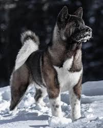 Grooming, registering your dog, akc competition events and affiliated clubs to help you discover more things to enjoy with your dog. 260 American Akita Ideen Hund Bester Freund Akita Hunde