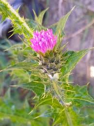 Image result for Carduus nyassanus