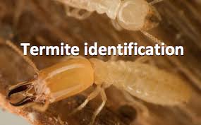 Preferred care complete termite is our trusted solution for around the clock termite control and prevention packaged with superior pest control for 30+ home infesting pests. Pest Control Management For Exterminators Consumers Termite Control Termite Treatment Termites