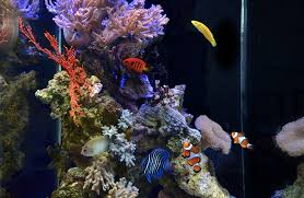 Ikan hias selalu memiliki daya tarik tersendiri bagi peminatnya, terutama untuk ikan hias yang terbilang langka dan sulit ditemukan. 24 Ikan Hias Air Tawar Dan Air Laut Tidak Mudah Mati Blog Ruparupa