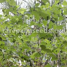 Image result for Cayaponia