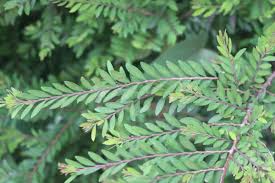 Image result for Phyllanthus pinnatus