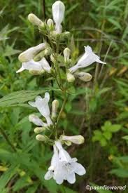 Image result for Plantaginaceae