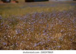 Image result for Wahlenbergia undulata