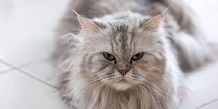 Sedangkan pada ekor kucing memiliki bulu berwarna coklat dan berukuran panjang dengan bulu yang pendek. Kucing Himalaya Si Cantik Hasil Kawin Silang Persia Dan Siam Halaman All Kompas Com