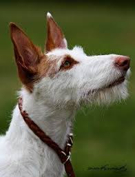 Ibizan Hound Ibizan Hound Dog Breeds Dog Friends