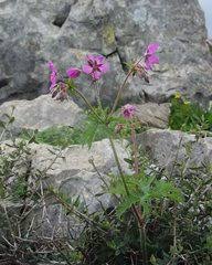 Image result for Bolusiella iridifolia