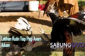 Tidak ada pakan yang bisa memajukan usia ayam untuk bertelur. Alva Achow0123 Profile Pinterest