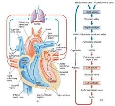 pulmonary blood flow tricuspid valve into the rv