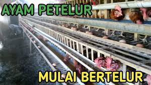 Ayamnya bisa berjalan dan bertelur di sembarang tempat. Umur Berapa Ayam Petelur Mulai Bertelur Youtube