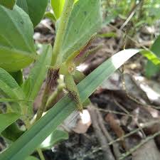 Image result for Rauvolfia nana