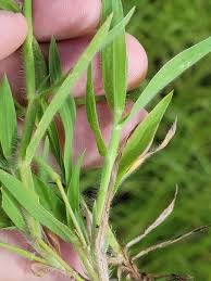Image result for Digitaria minoriflora