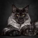How Much do Maine Coons Cost - Maine Ideal Expert - All ...