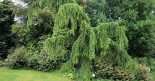 Cedrus Deodara Pendula Galeries De Photos Plante Jardin Plante