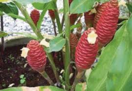 Maybe you would like to learn more about one of these? Perencat Kanser Dalam Daun Kesum