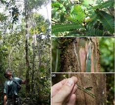 Image result for Phyllanthus beillei