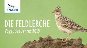 Der auch distelfink genannte stieglitz steht für vielfältige und farbenfrohe. Die Feldlerche Vogel Des Jahres 2019 Youtube