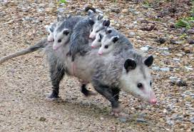 We did not find results for: Should I Be Concerned About Opossums On My Property In Connecticut Opossum Wildlifehelp Org