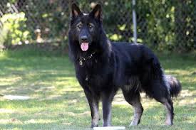 German shepherds for your breeding program. 15 Things To Consider Before You Choose A King Shepherd Animalso