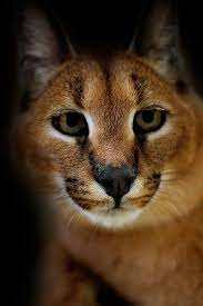 86 Caracal Cat Ideas Caracal Cat Caracal Wild Cats