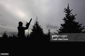 Brian Else prepares to cut down a tree at the Dartmoor Christmas Tree...  News Photo