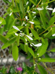 Image result for Euphorbia graminea