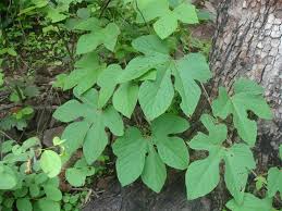 Image result for Ampelocissus obtusata