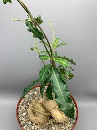 Image result for Raphionacme