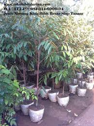 Jual Bibit Durian Bawor Durian Duri Hitam Durian Musang King Durian Kromo Bibit Durian Merah Bibit Durian Pelangi Bibit Durian An Buah Merah Pelangi