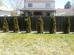Turn an existing raised garden bed into a cold frame by attaching a lid to to it(in this structure, consider. Help Are My Arborvitae Trees Dying