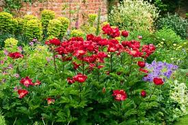 Maybe you would like to learn more about one of these? Great Perennials For Mid Atlantic Gardens