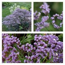Image result for Limonium