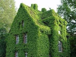 Pin By Kelly Mohyde On Moss Covered Green Building Design Ivy House Green Boston Ivy