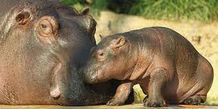 doganin buyuleyici guzelligi hayvanlar alemi baby hippo hayvanlar hayvanlar alemi