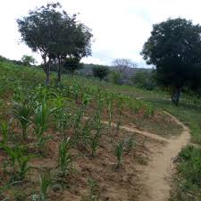 Image result for Vitellariopsis kirkii