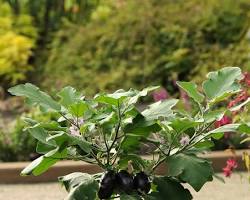Image of Patio Baby eggplant