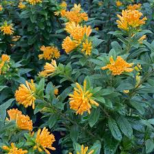 Image result for Cestrum