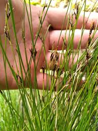 Image result for Schoenus