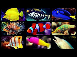 Types Of Saltwater Aquarium Fish Coral Reef Tank Fish Sharks Puffers Clownfish