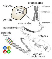 Ácido desoxirribonucleico - Wikipedia, la enciclopedia libre