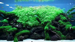 © takashi amano, a ray of light from the dark clouds, 2012. Trimming A Big 650 Liter Aquarium A Tribute To Takashi Amano Youtube