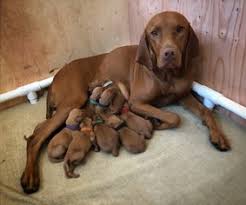 Scvizsla.com is the web address to the south coast vizsla club. Puppyfinder Com Vizsla Puppies Puppies For Sale And Vizsla Dogs For Adoption Near Me In California Usa Page 1 Displays 50